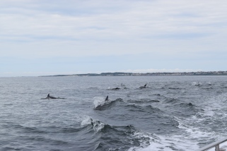 Noch mehr Delfine!