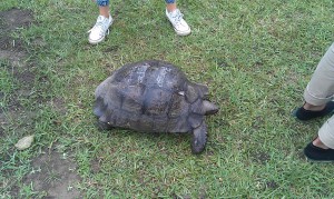 Schildkröten vor unseren Wohnungen